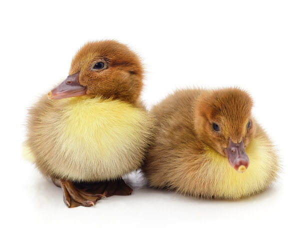 两只小黄鸭。图片下载