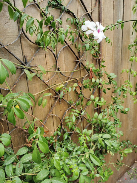 一面木墙，金属格栅上缠绕着一株开白花的植物。图片下载