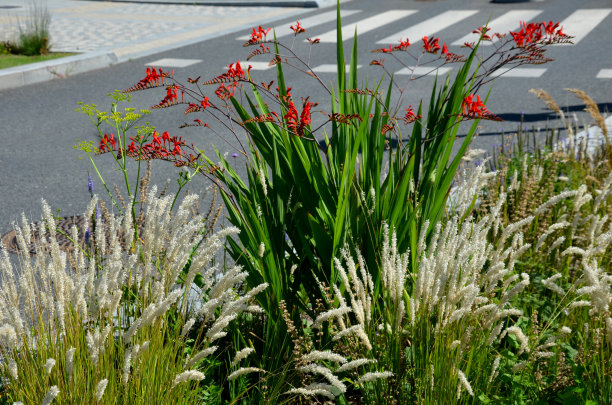 开花管状钟形，开放的花，火红的颜色和金橙色的下部。茎部稍微倾斜，给人一种放松的感觉图片下载