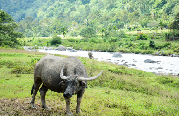 水牛农场动物图片图片下载