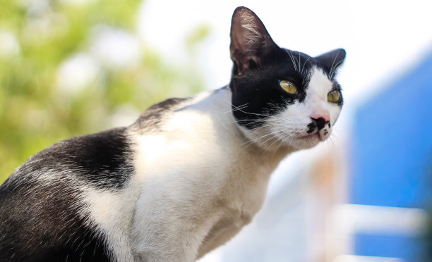 可爱的站立猫与黑色和白色的颜色查找库存照片图片下载