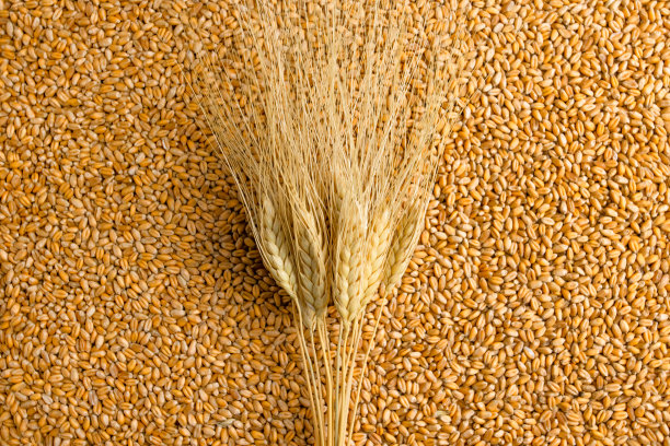 小麦植株的背景。自然农业。自然背景。农民田间。小麦的危机。创纪录的价格和高价格的面包。图片下载