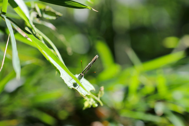 常见的滑翔蝶“Komisuji”在树林里的树叶上晒太阳。特写微距照片。图片下载