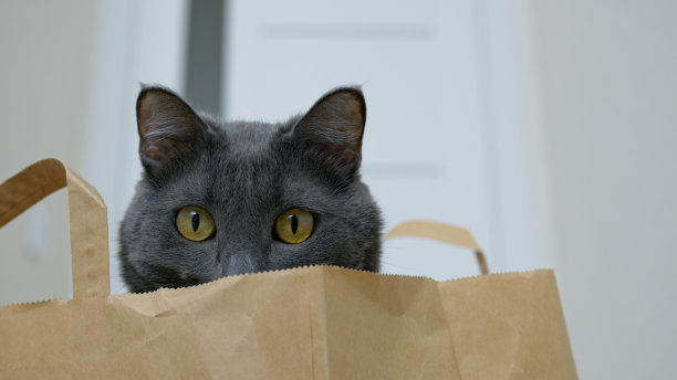 一只有趣的猫藏在一个纸袋里，用它黄色的大眼睛四处张望。这只猫的脸正从超市的纸袋里露出来。和人生活在一起的快乐宠物。图片下载