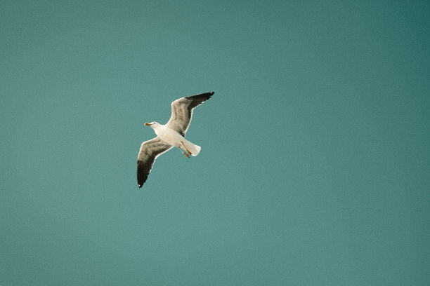 鸟在飞翔，海鸥在天空飞翔，喜怒无常，胶片纹理添加，蓝绿色着色，复制空间图片下载