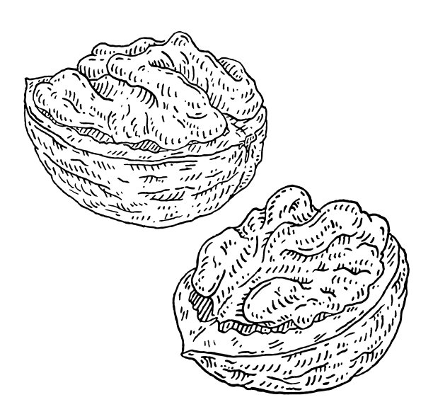 核桃炮击的一半。矢量雕刻黑色古董插图。图片下载