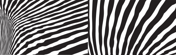 野生斑马波图案集与黑色和白色。时髦时髦的抽象背景。图片下载