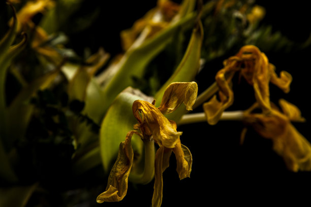 黄色郁金香干图片下载