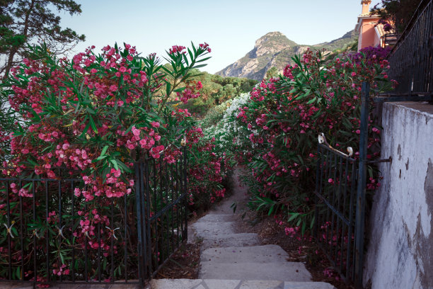 夹竹桃在群山的映衬下图片下载