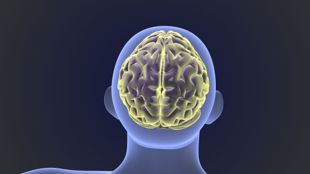 有人体医学背景的人脑图片下载