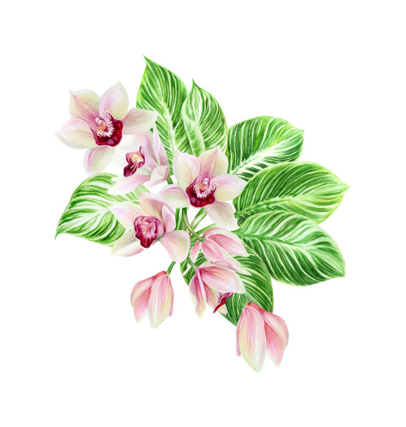 水彩花卉插图-组成热带绿叶，花。热带花束明信片，横幅，婚礼文具，问候，背景，纺织品，DIY，包装纸图片下载