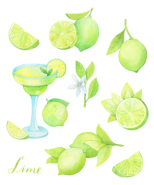 水彩设置与石灰和叶孤立在白色背景图片下载