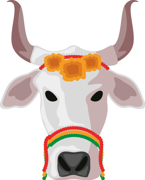 神圣的印度牛图片下载