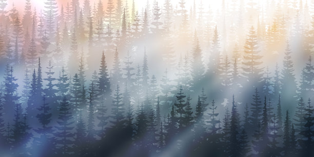 森林中晨雾缭绕，阳光灿烂，尽收眼底图片下载