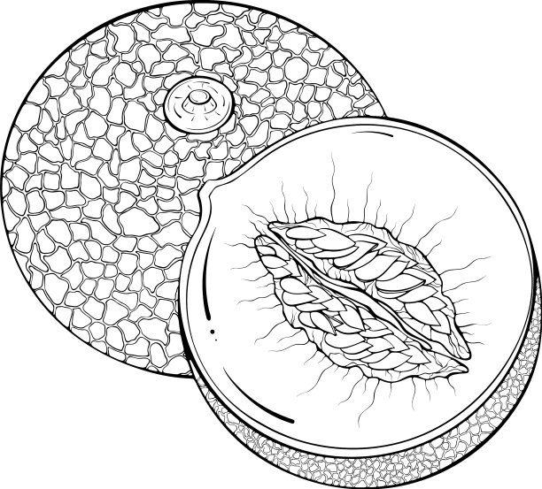 整个和半个瓜线艺术图片下载