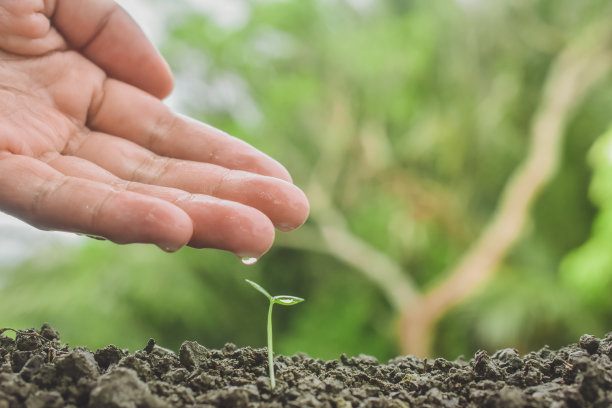 在花园中手工浇水种植树木生长苗木图片下载