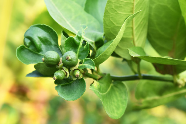 绿色小柠檬图片下载