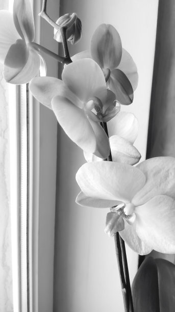 兰花在窗户上。家里的兰花是黑白的。兰花上的黑白对比。黑白相间的花。图片下载