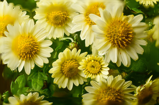 美丽的黄白色花朵作为背景。秋天的白黄花在黑暗的背景上图片下载
