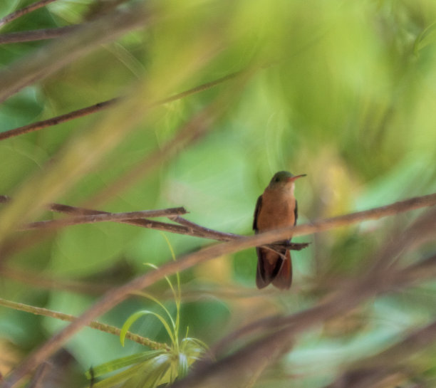 墨西哥动植物图片下载