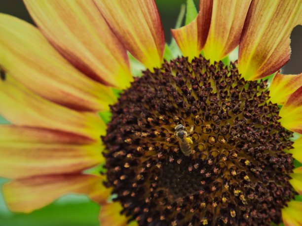 孤立黄色和橙色向日葵黄夹克图片下载