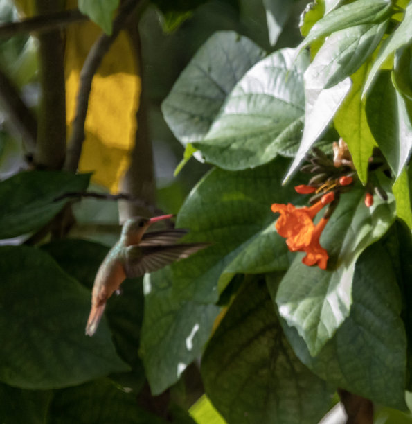 墨西哥动植物图片下载