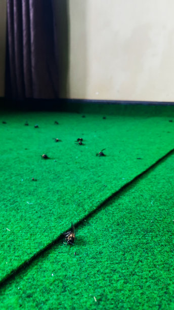 木匠蜜蜂死亡图片下载