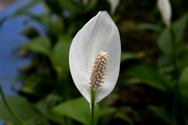 白色的蕾丝花在花园里盛开图片下载