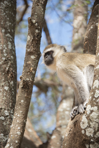 非洲坦桑尼亚，黑脸黑尾猴坐在树上观看图片下载
