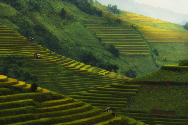 在收获季节，越南西北部延白的木仓柴当地村庄的金色稻田的美丽景色图片下载