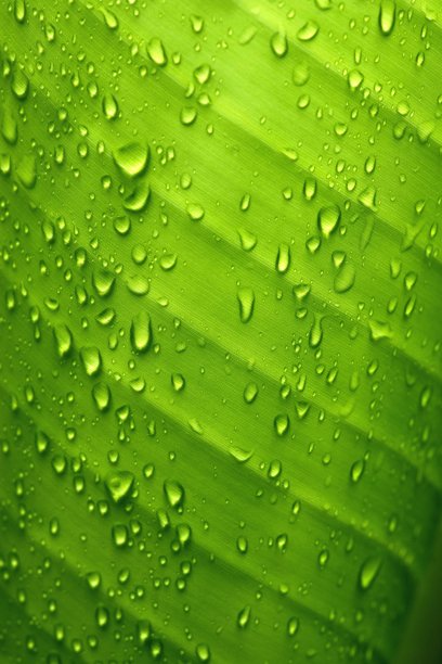 绿香蕉叶和水滴，大自然的美。图片下载