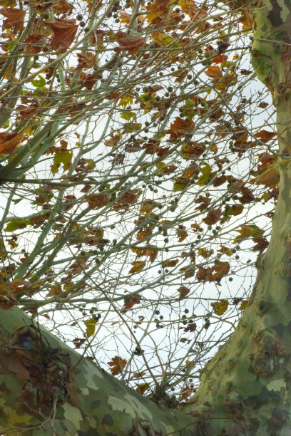 梧桐树秋叶背景。图片下载