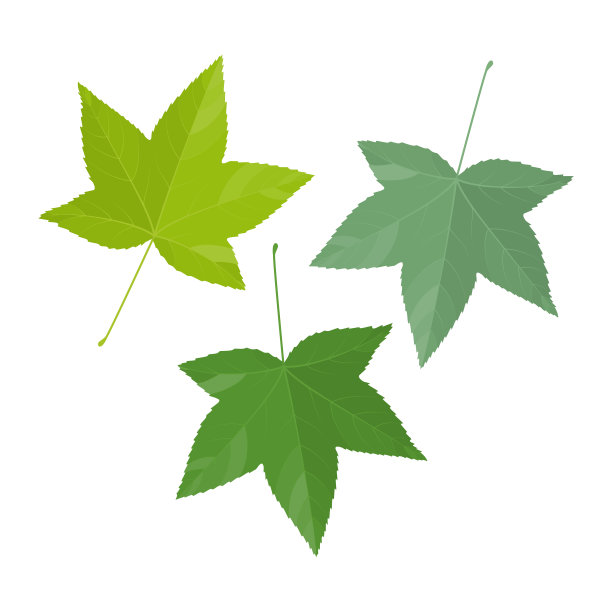 背景上孤立的甜桉树叶子的矢量插图。图片下载