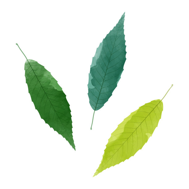 矢量水彩插图的绿叶孤立的背景。图片下载