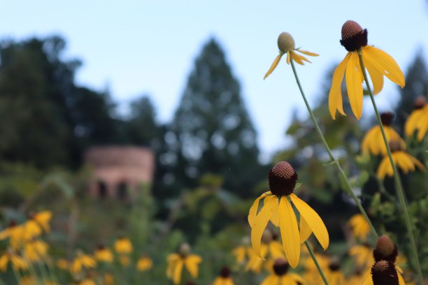 花与旧建筑图片下载