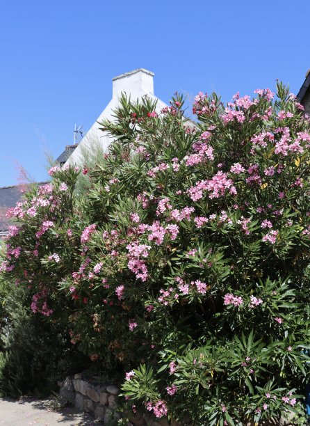 鲜花和植物图片下载