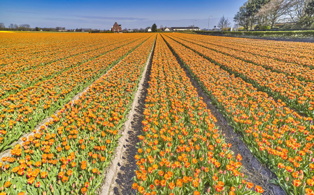 俯瞰荷兰的花田图片下载