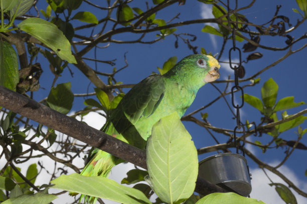 鹦鹉鸟坐在栖木上图片下载