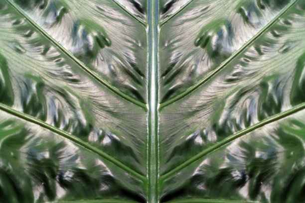 黑色芋头叶艺术纹理背景图片下载