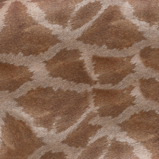 长颈鹿皮肤图案背景的特写图片下载