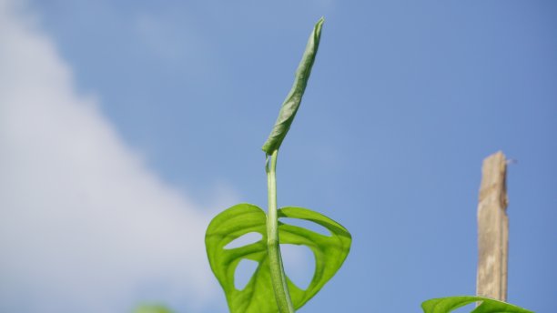 Monstera Acuminata， Monstera Adansonii， Monstera Obliqua图片下载