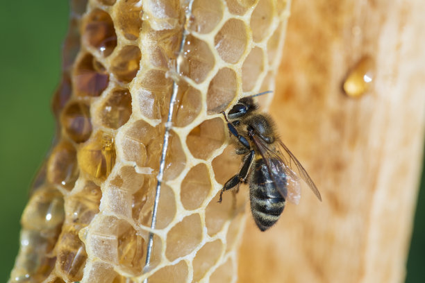 蜜蜂在蜂巢上，微距照片。蜜蜂产出新鲜、健康的蜂蜜图片下载