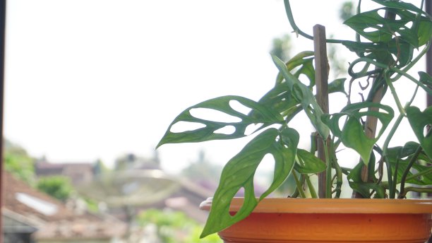 Monstera Acuminata， Monstera Adansonii， Monstera Obliqua图片下载