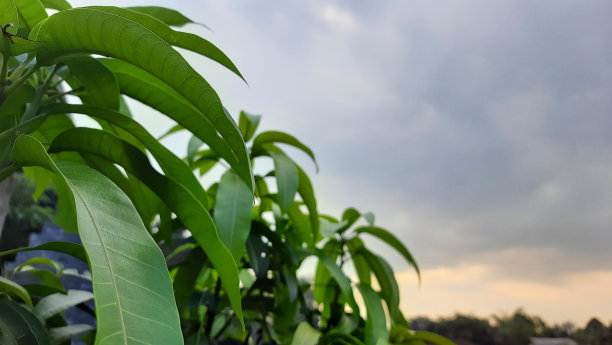 芒果树的叶子图片下载