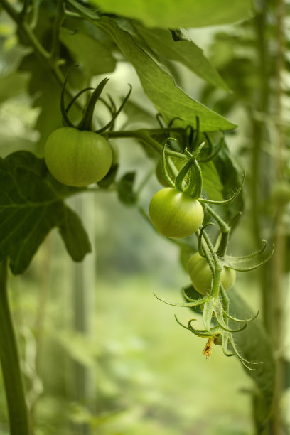 在温室中生长的新鲜的小西红柿图片下载