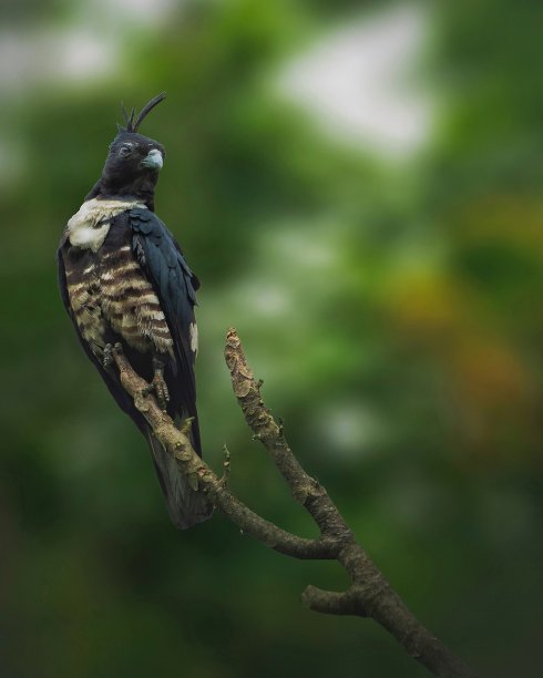 栖息在树枝上的黑色巴扎(Aviceda leuphotes)图片下载