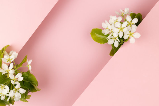 美丽的花粉红色抽象背景春天温柔的白色苹果树花，绿叶，空白几何直条纹文本模型粉彩粉红色广告，品牌标识。图片下载