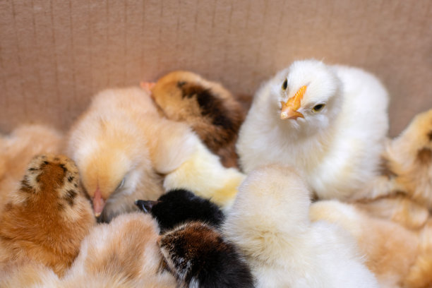 纸箱里一群刚出生的小鸡。在家养鸡。有选择性的重点图片下载
