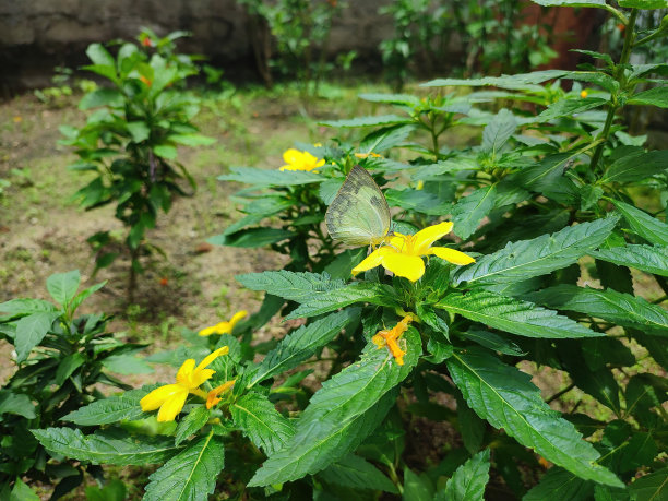 花园里黄色花朵上的白色蝴蝶特写图片下载