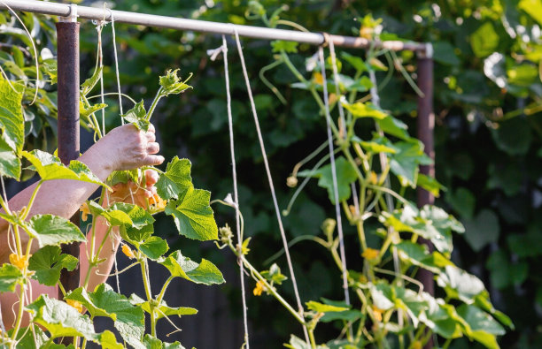 园艺，收获健康饮食。在温室里种黄瓜。植物的茎、绿叶都被绳子缠绕起来。把黄瓜。图片下载